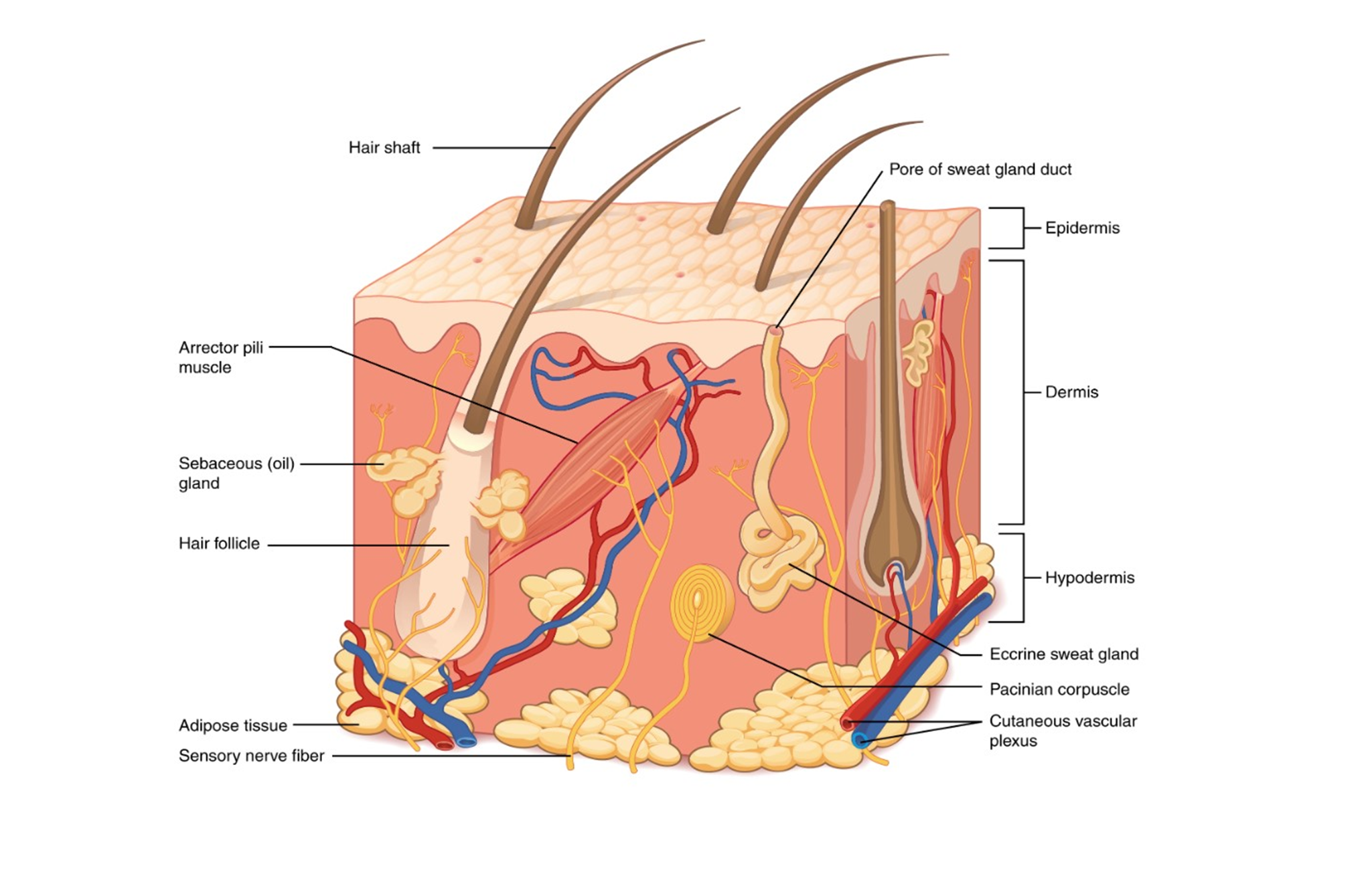 Image of the structures of the skin.