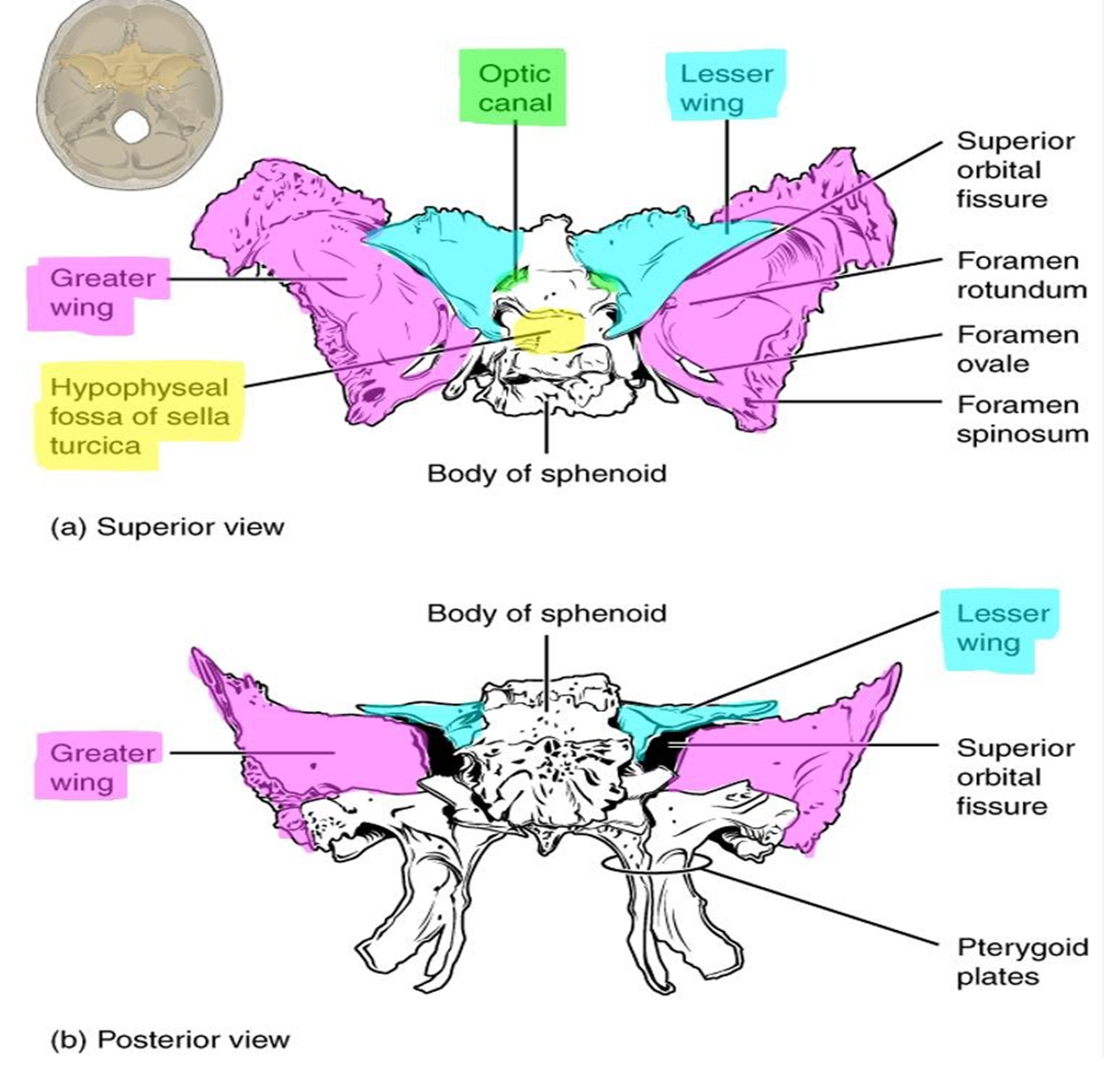 Markings of the sphenoid bone.