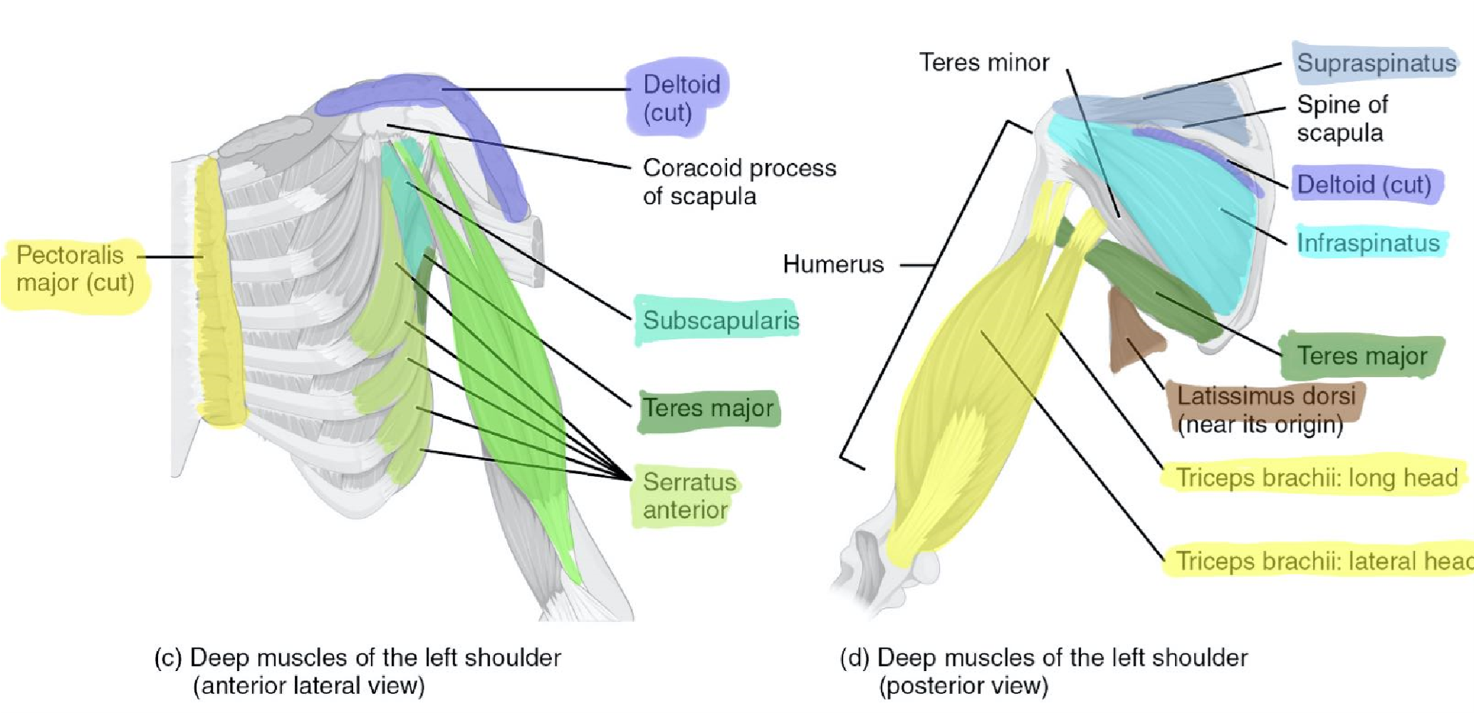 Deep muscles of the shoulder from anterior lateral view (c) and posterior view (d).