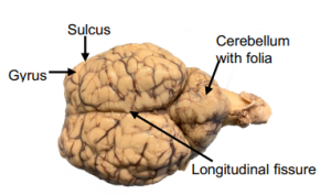 Figure 8 Sheep brain dissection,  dorsal view.