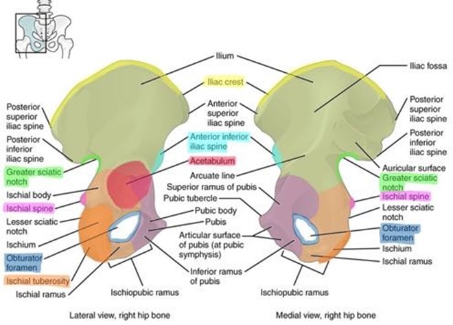 Bone markings of the hip.