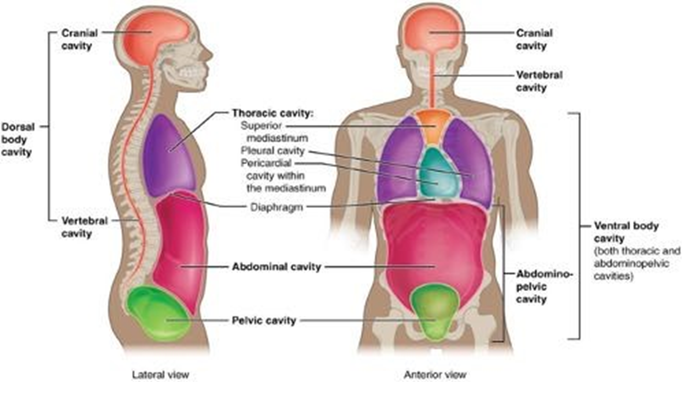 Body cavities in the lateral and anterior view.