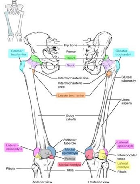 Bone markings of the femur and patella.