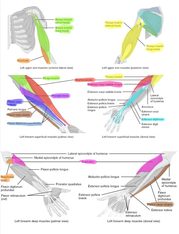 Muscles of the forearm, wrist and hand.