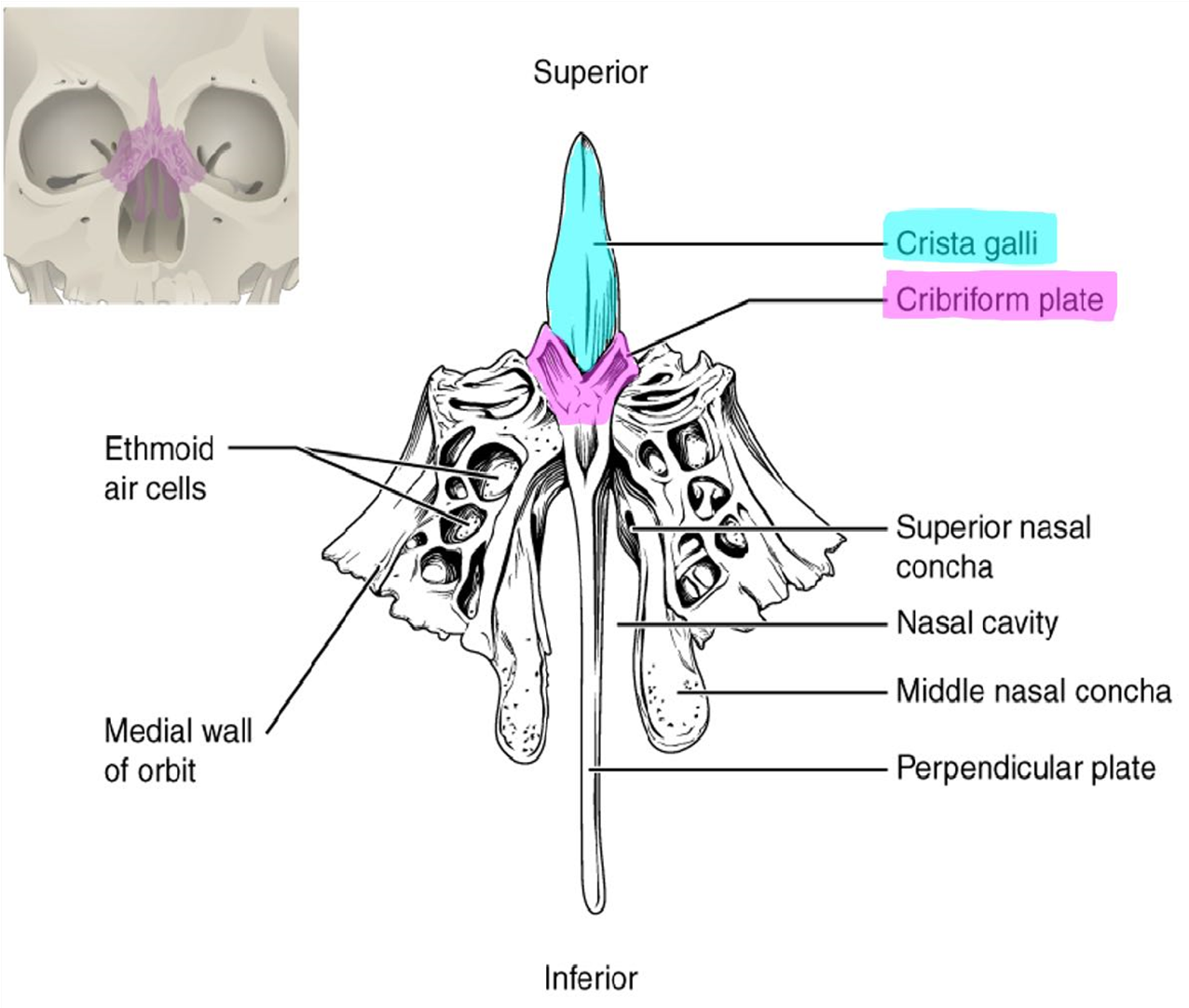 Markings of the ethmoid bone.