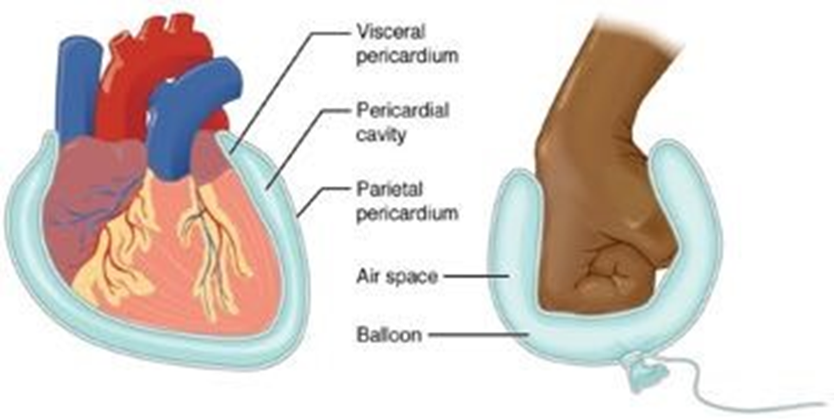 The visceral and parietal layers of the pericardium (serous membranes of the heart).