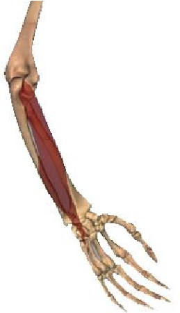 Flexor carpi ulnaris muscle image.