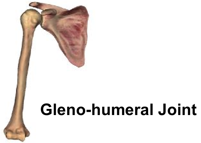 Diagram of gleno-humeral joint.