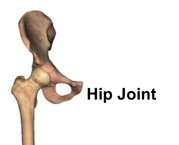 Diagram of hip joint.