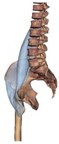 Iliopsoas: Iliacus & Psoas major muscle image.