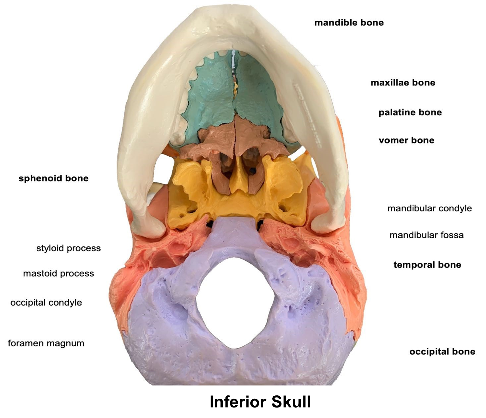 Inferior skull diagram.