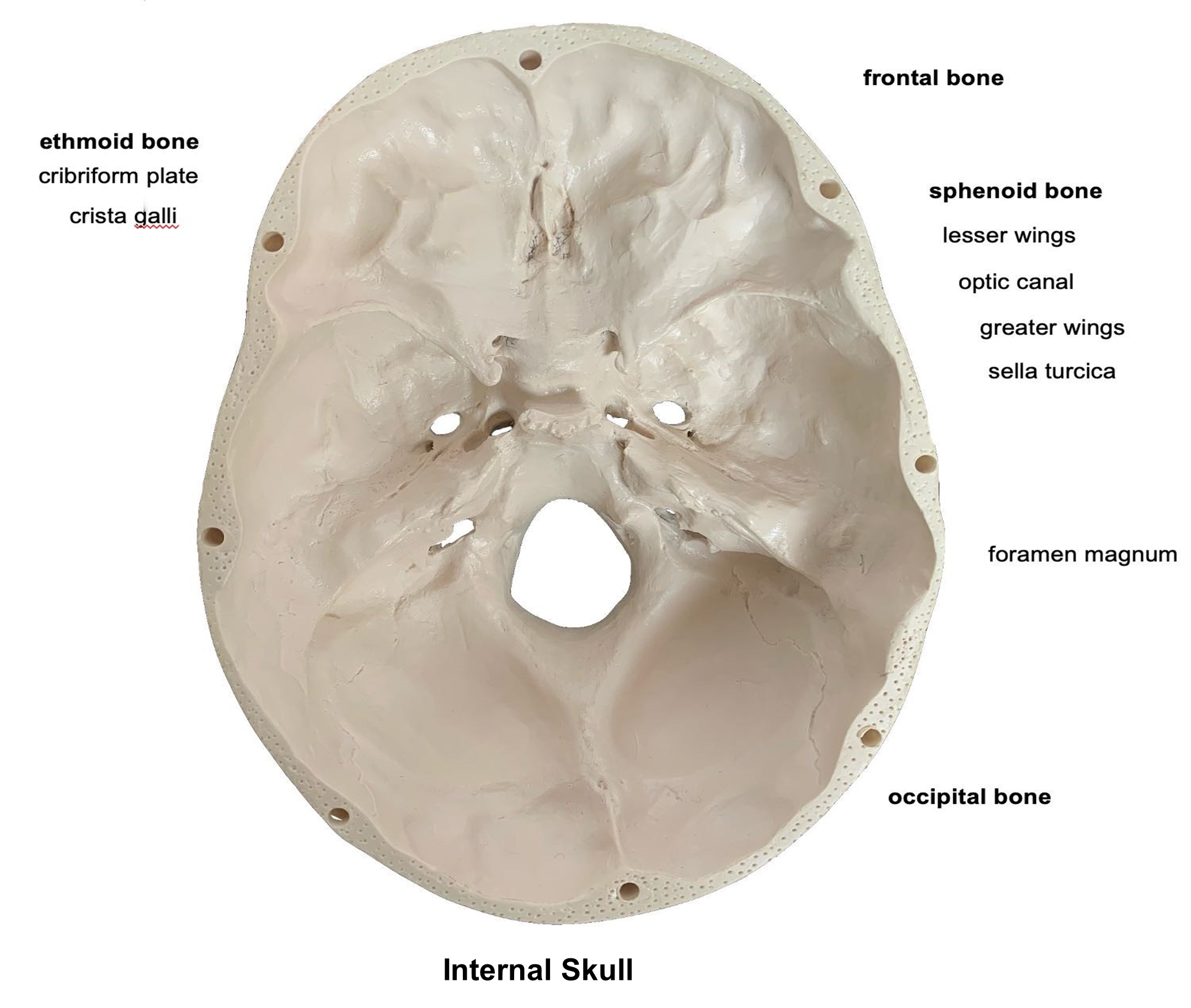 Internal skull diagram.