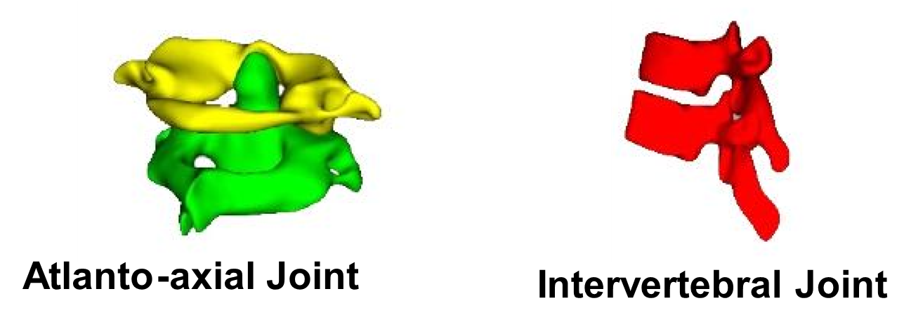 Diagrams of altanto-axial and intervertebral joints.