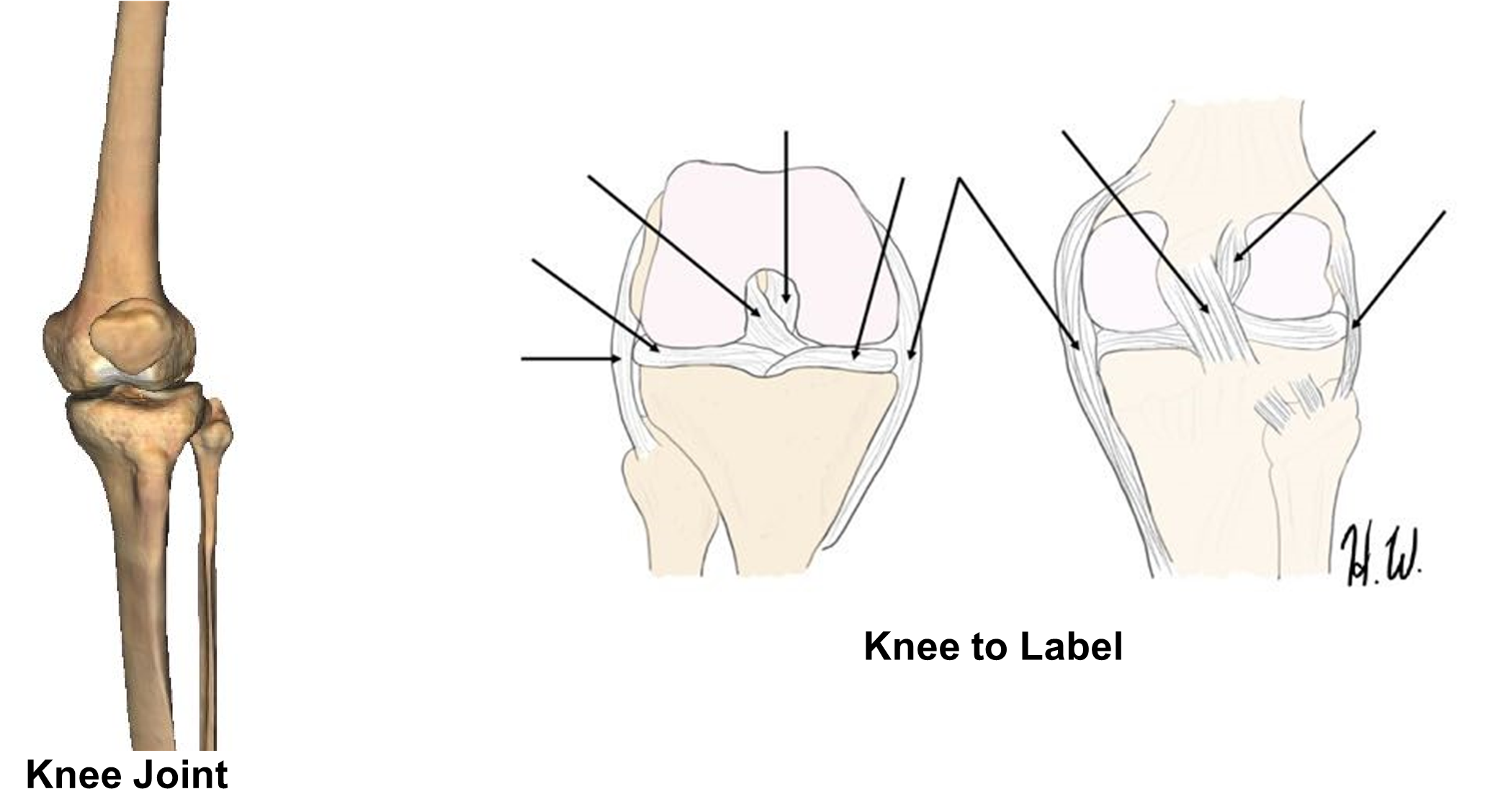 Diagram of knee joints to label.