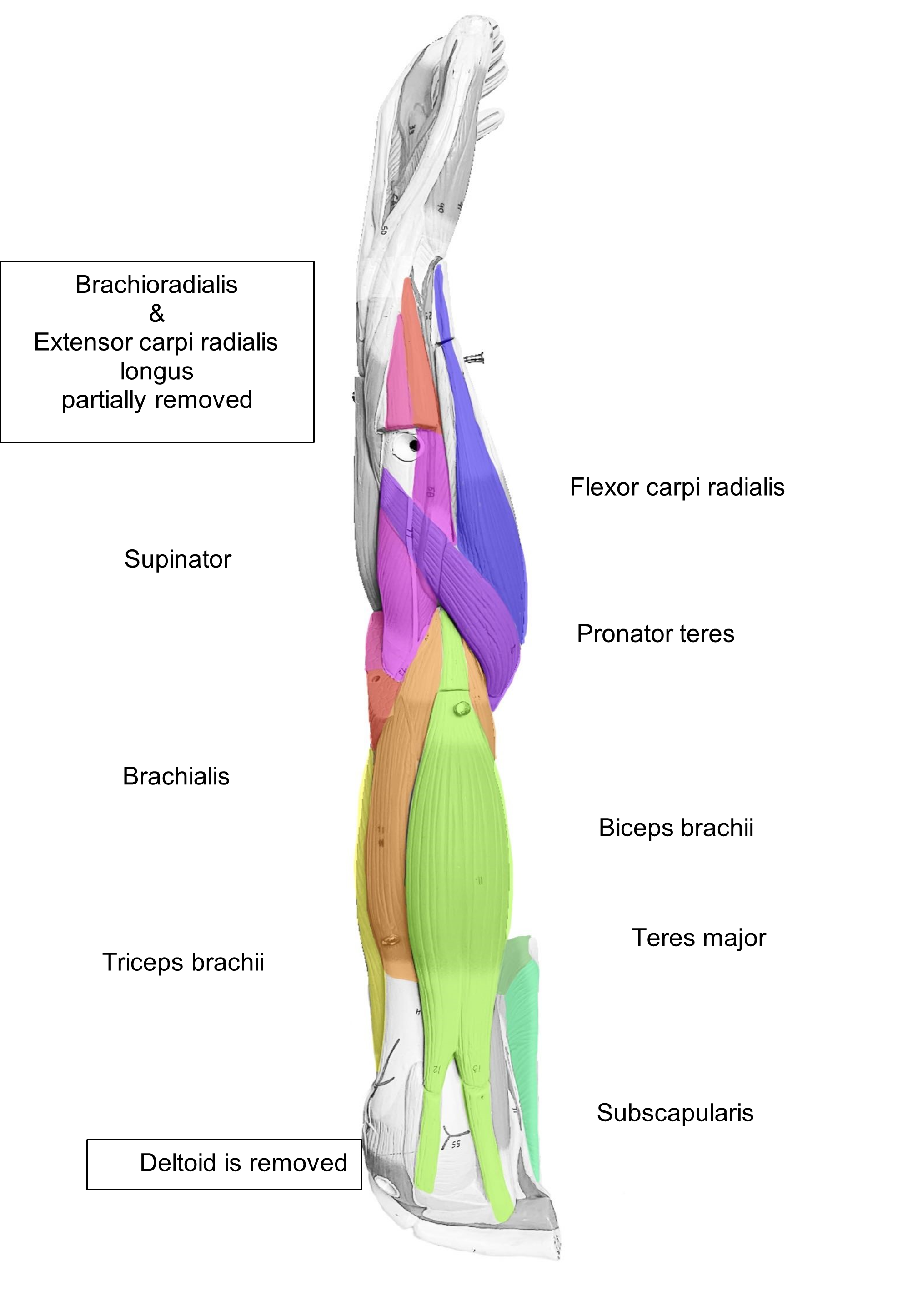 Lateral Arm Muscles to Label