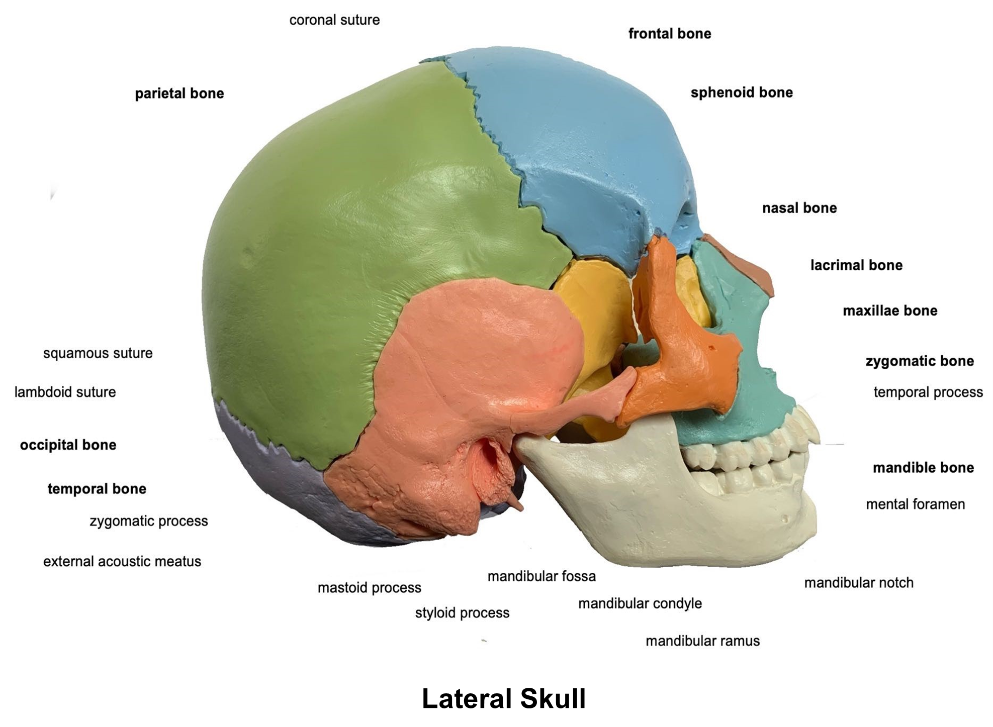 Lateral skull diagram.