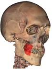 Image of Lateral pterygoid muscles.