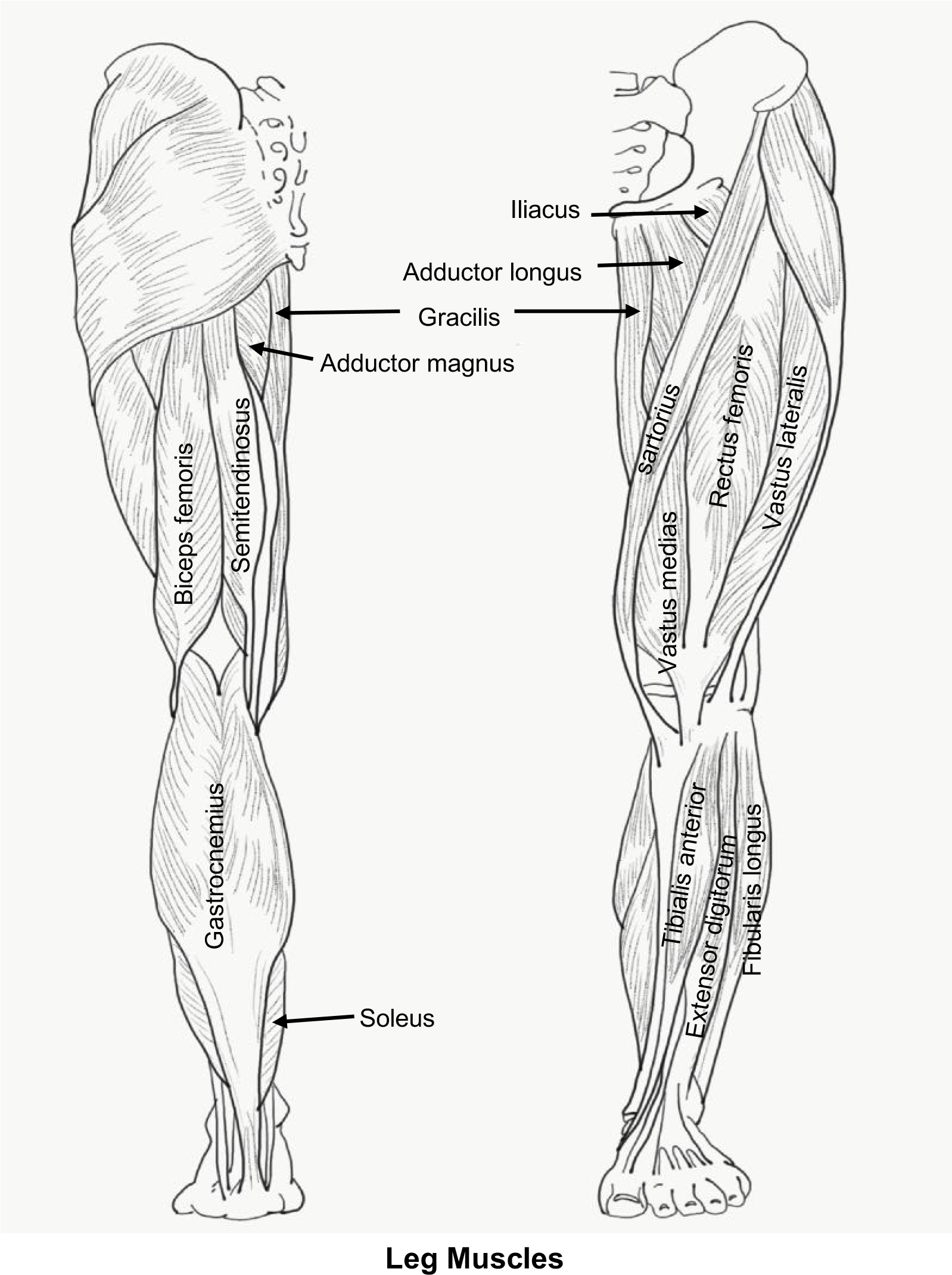 Leg muscles