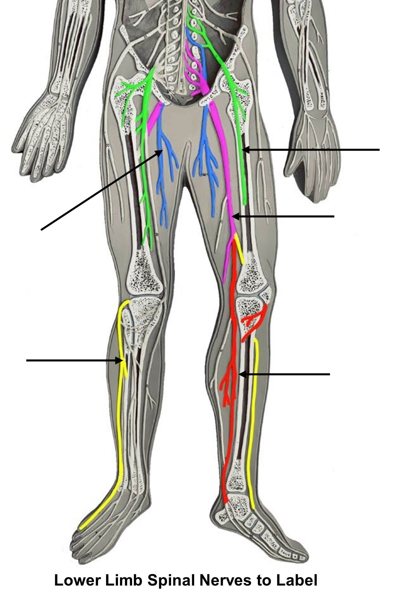 Lower Limb Spinal Nerves to Label