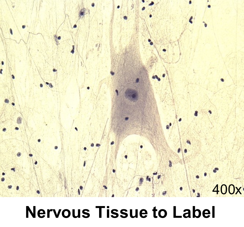 Image of nervous tissue to label.