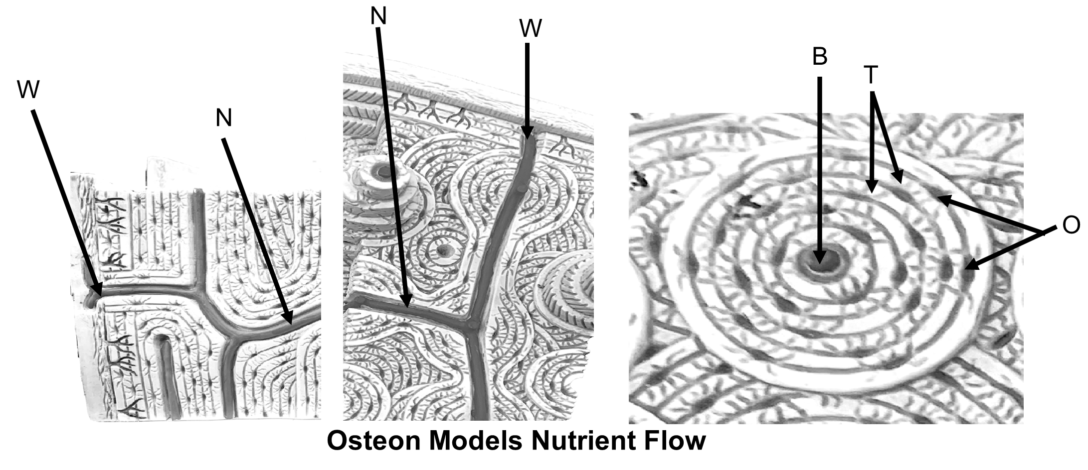 Osteon Models Nutrient Flow for labeling.