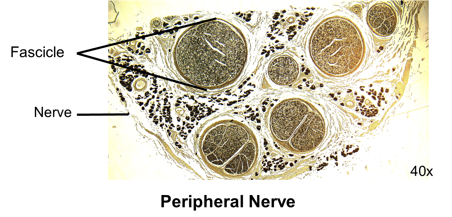 Image of peripheral nerve on microscope.