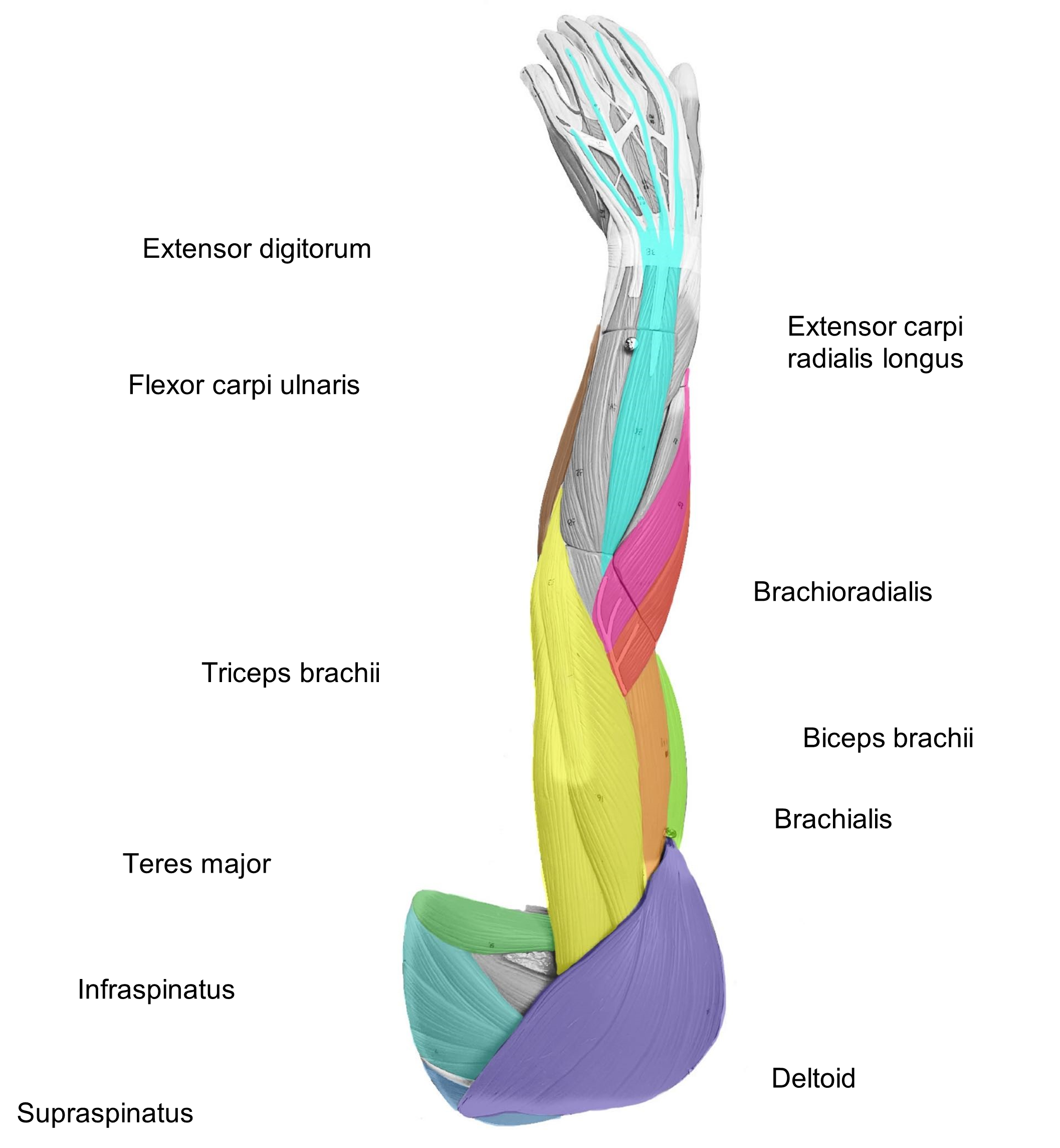 Posterior Arm Muscles to Label