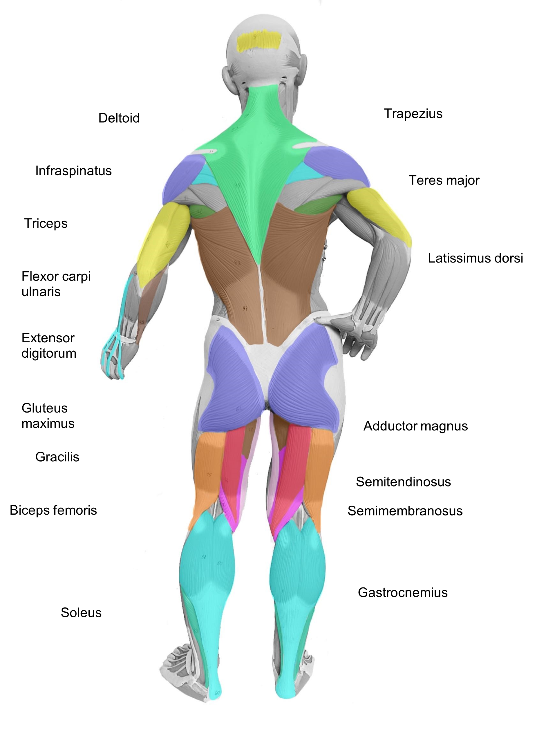 Posterior Body Muscles to Label