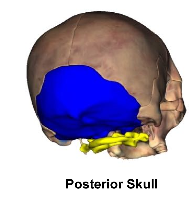 Diagram of the posterior side of a skull.