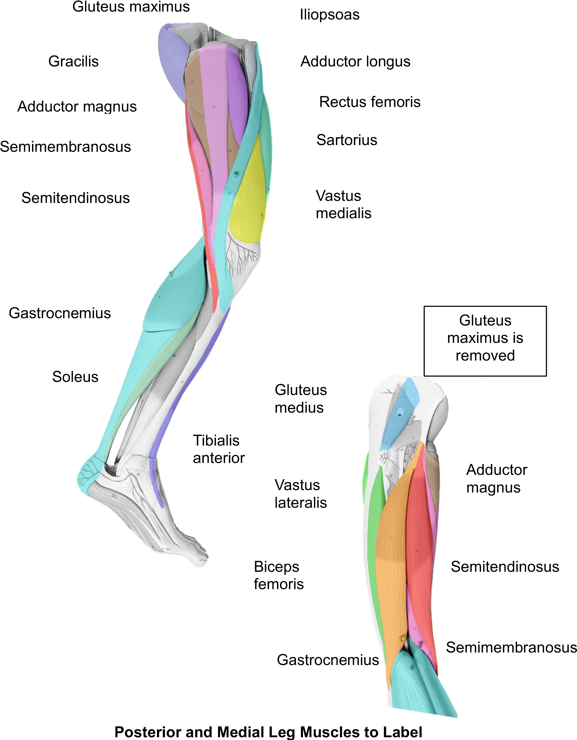 Posterior and Medial Leg Muscles to Label