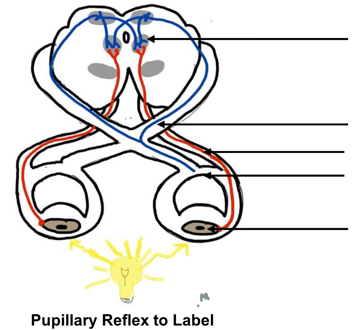 Pupillary Reflex to Label