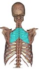 Image of Rhomboid major muscle.