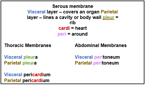 Serous membrane table.