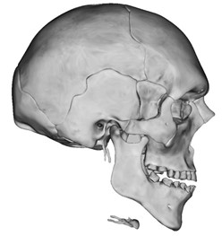 Side view of a skeleton head.