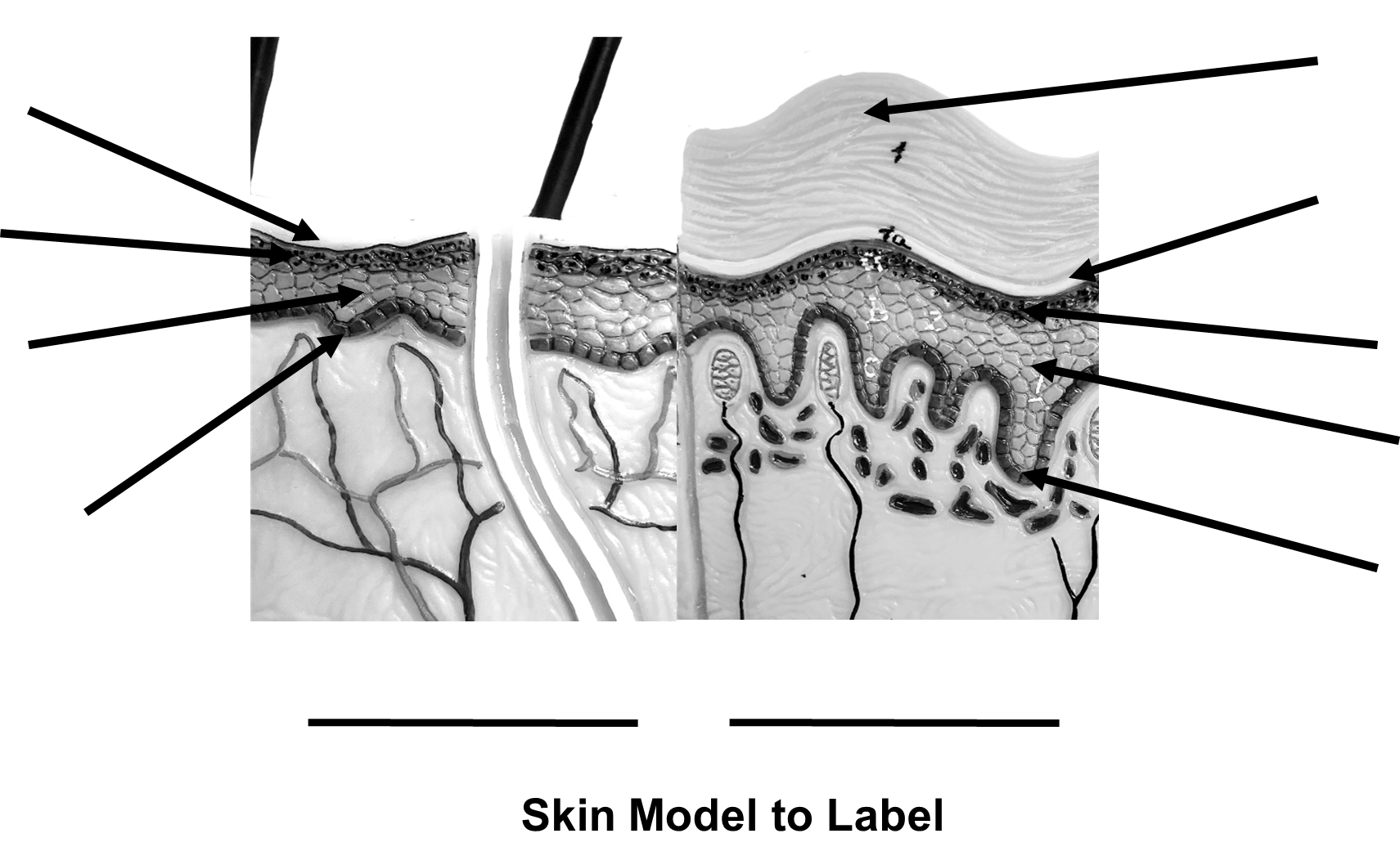 A skin model to label.