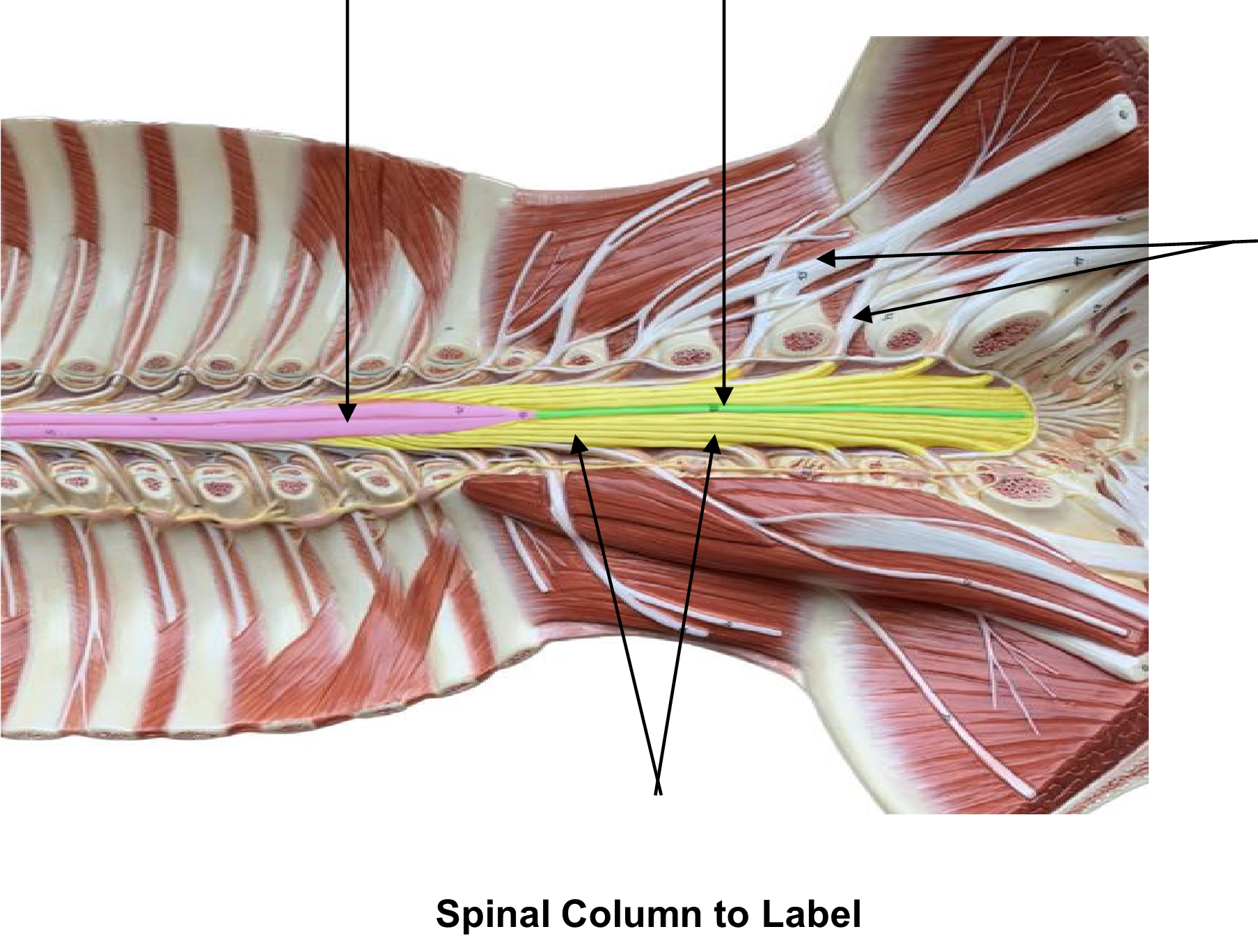 Spinal Column to Label