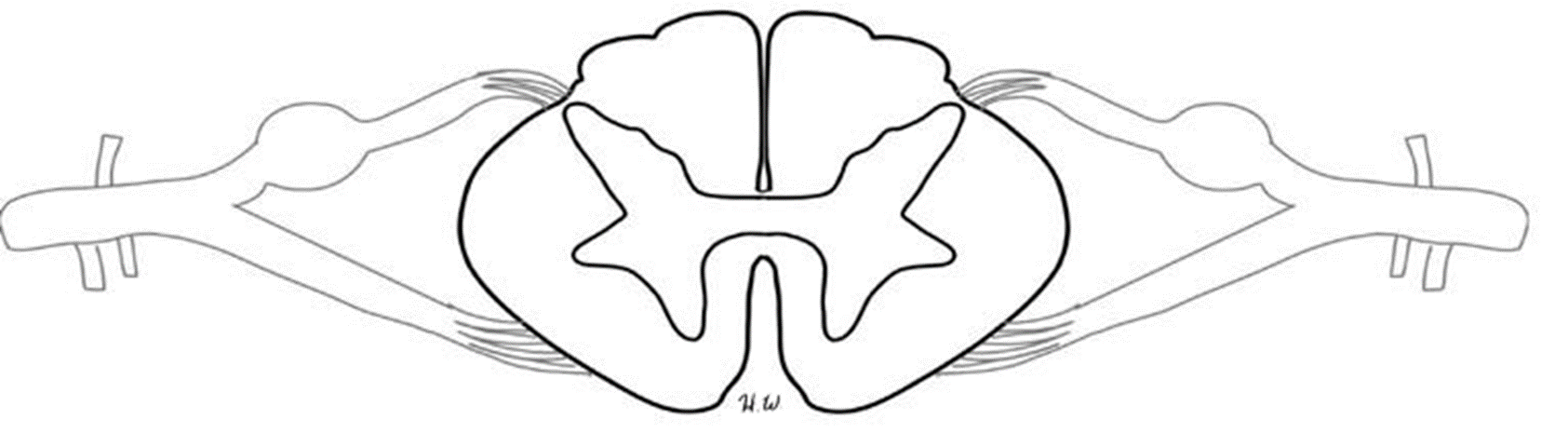 Spinal Cord Drawing