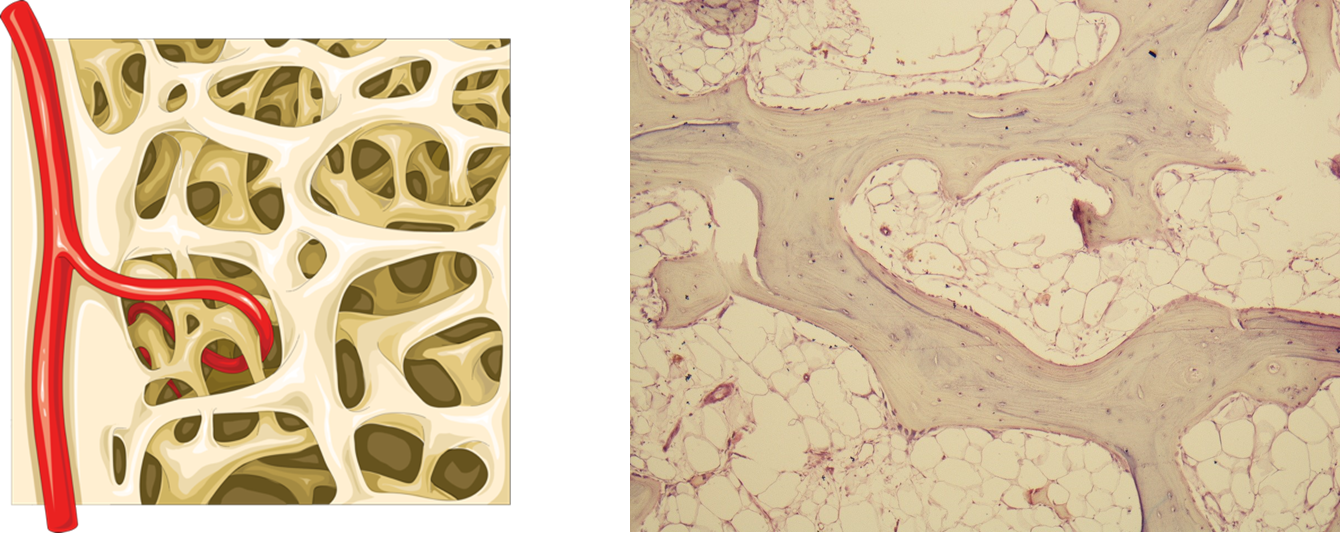 Images of spongy bone to label.