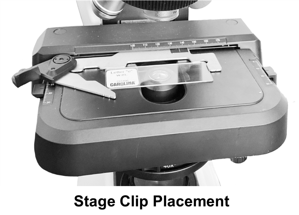 Microscope Lab Anatomy and Physiology I OER Lab Manual