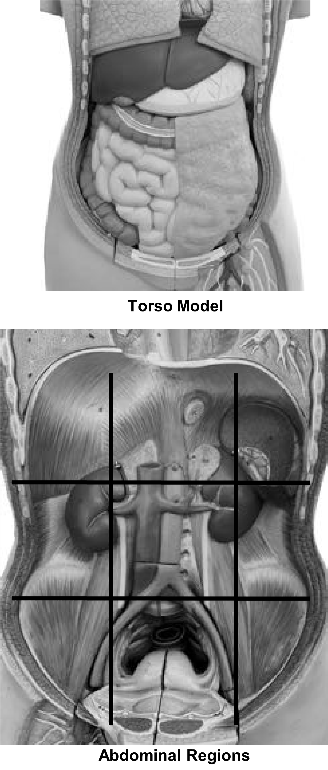 Diagrams of the torso and abdominal regions.