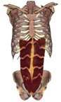 Image of Transverse abdominis muscle.