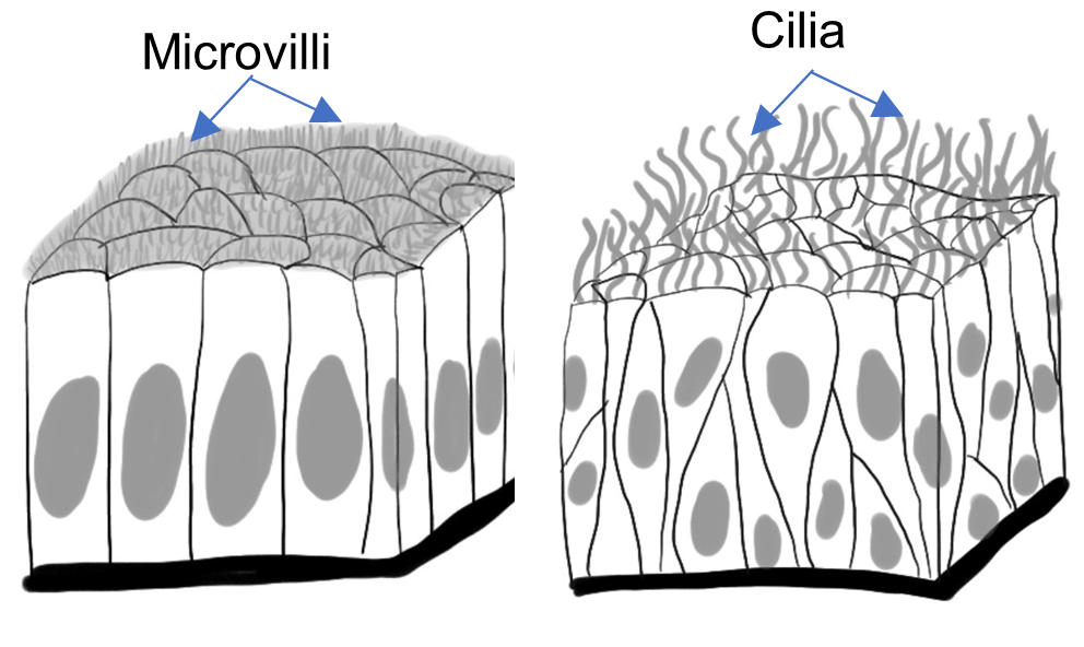 Diagrams showing microvilli and cilia.