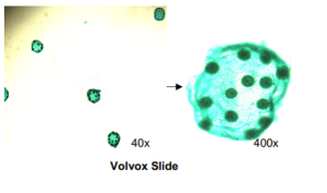 Volvox Slide