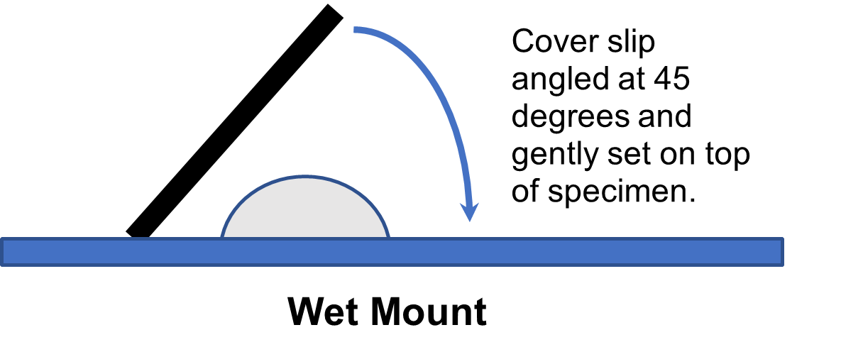 Image of how to place a wet mount. Cover slip angled at 45 degrees and gently set on top of specimen.