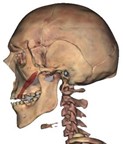 Image of Zygomaticus major muscle.