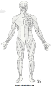 Anterior Body Muscles