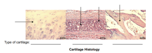 Cartilage Histology