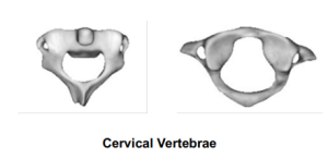 Cervical Vertebrae