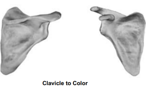 Clavicle to Color