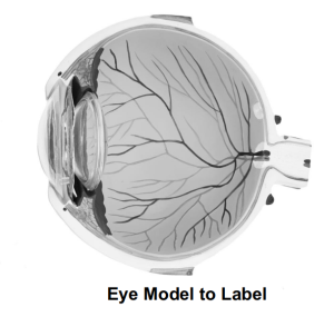 Eye Model to Label